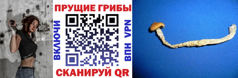 купить наркоту  Отрадная  Галлюциногенные грибы Magic Shrooms 